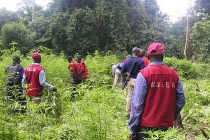 NDLEA destroys 14.73 hectares of Indian hemp farm in Osun. [Daily Post]