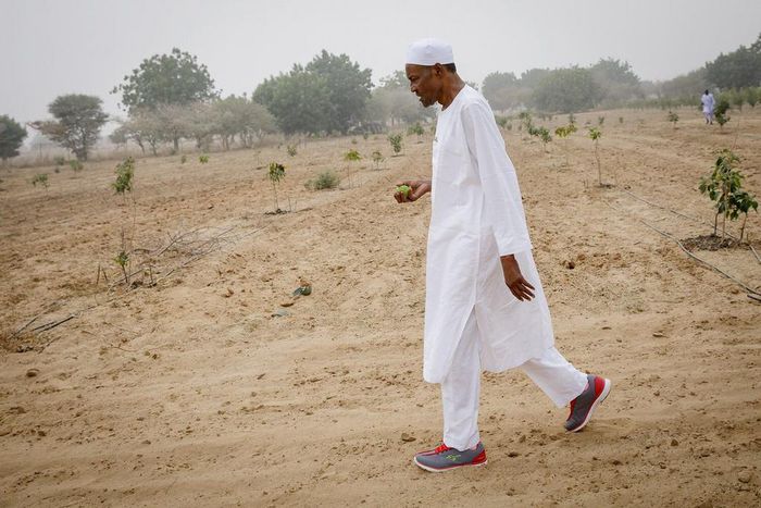 President Muhammadu Buhari on his farm in Daura, Katsina State