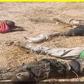 NAF airstrikes eliminate over 100 terrorists in Niger, Zamfara  [Twitter:NigerianArmy]