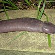 The phallic-looking creature [Mongabay]