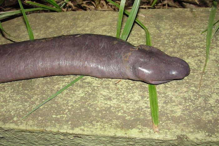 The phallic-looking creature [Mongabay]
