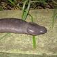 The phallic-looking creature [Mongabay]