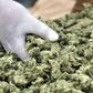 Cannabis