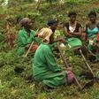Women-farmers (Credit: African Liberty)