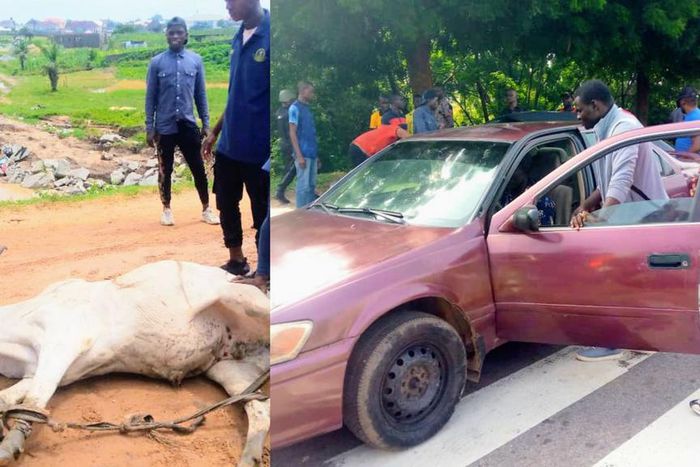 FCTA impounds 16 vehicles, 4 cows, arrests 7 beggars design