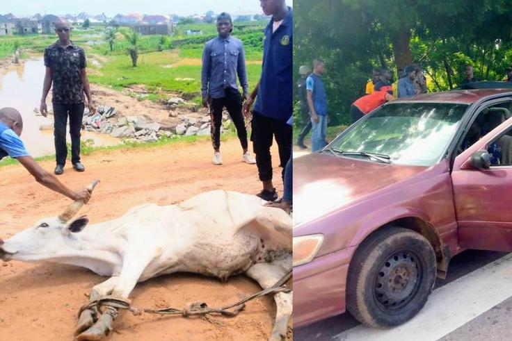 FCTA impounds 16 vehicles, 4 cows, arrests 7 beggars design