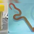 Eight-cm Ophidascaris robertsi roundworm, usually found in pythons (Credit: BOL News)