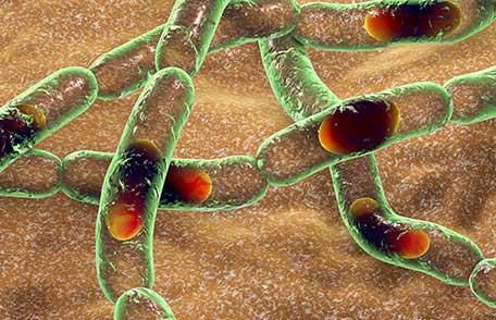 First case of anthrax has been confirmed in Nigeria. [CDC]