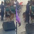 Angry man storms church during prayer and tongue-speaking with 3 wild dogs