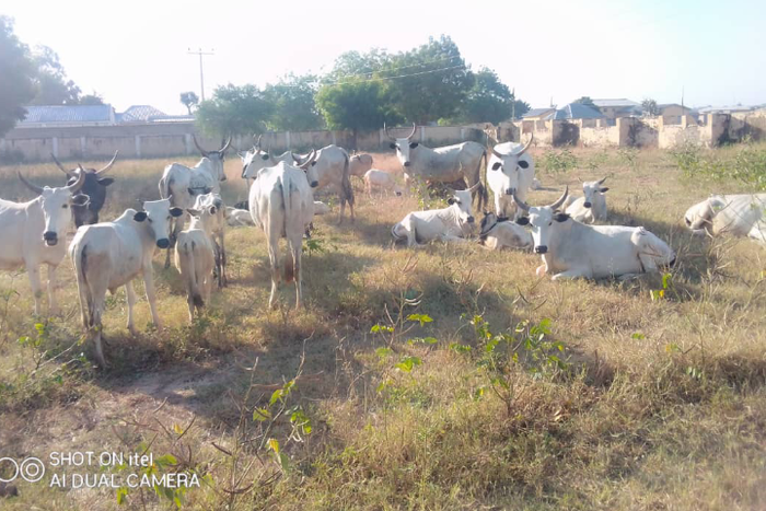 Police repel bandits’ attack, rescue 11 victims, recover 38 cows in Katsina