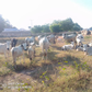 Police repel bandits’ attack, rescue 11 victims, recover 38 cows in Katsina