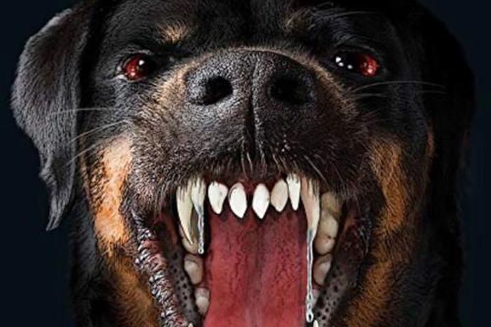 These dogs are not to be messed with [SoundCloud]