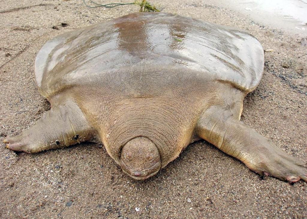 Cantor's giant softshell turtle [turtlesurvival]