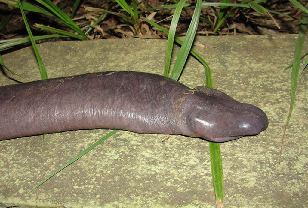 The penis snake