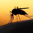 One Dugway operation included researching how to weaponize fleas and mosquitoes to turn them into bacterial weapons called Operation Big Itch and Project Bellwether, respectively.