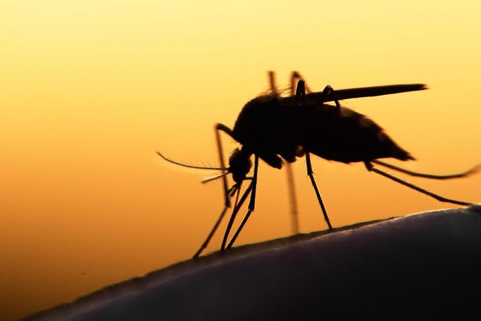 One Dugway operation included researching how to weaponize fleas and mosquitoes to turn them into bacterial weapons called Operation Big Itch and Project Bellwether, respectively.