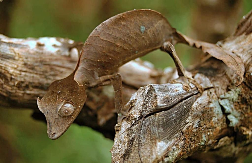 Satanic leaf-tailed gecko [ReptileDirect]