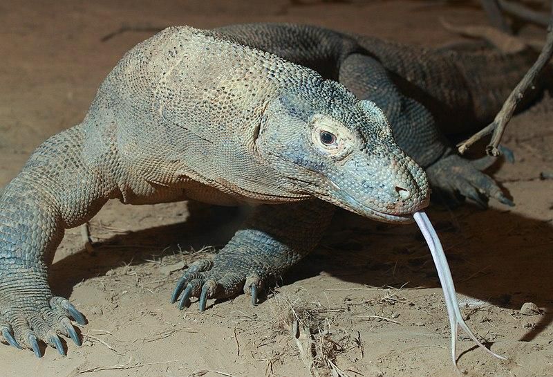 Komodo dragons [Wikipedia]