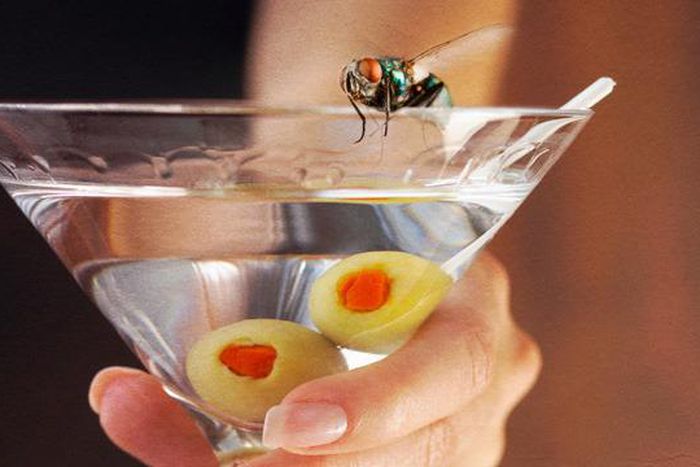 Fruit flies drink alcohol after sexual advances are turned [arstechnica]