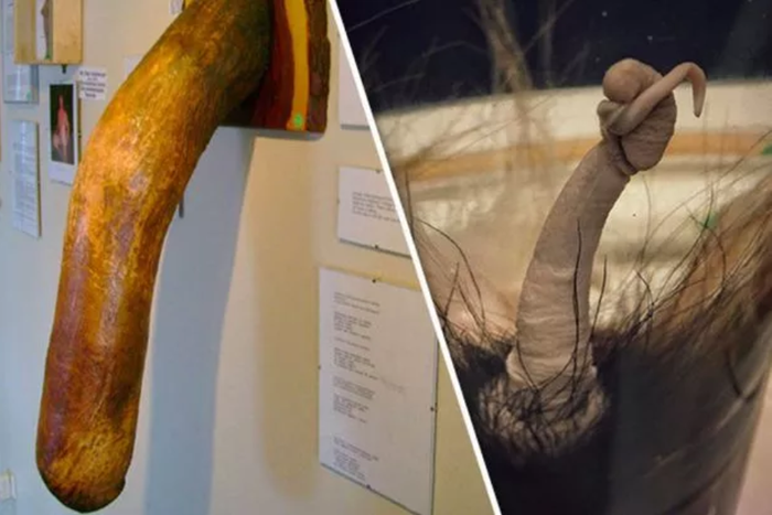 The bizarre world of Iceland's popular penis museum [DailyStar]