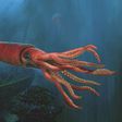 The giant squid was once thought to be a myth but real footage of this beast proves otherwise [Pinterest]