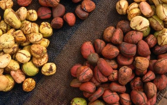 Kola nuts