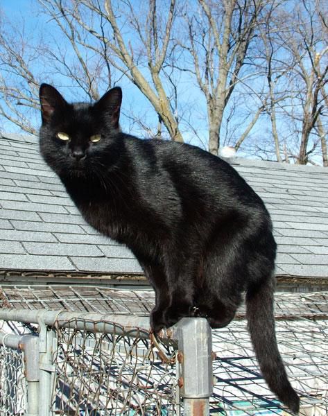 Blackcats are believed to bring bad luck [wikipedia]