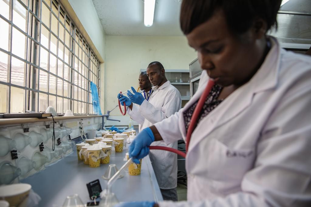 At the Kenya Medical Research Institute in Kisumu, researchers are separating male from female mosquitos (they only work on the females because only females bite humans) [Malin Fezehai for The New York Times]