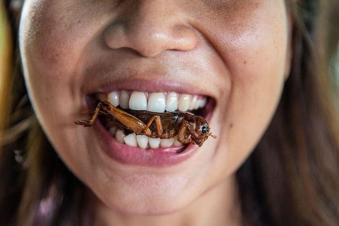 Eating insects in Thailand [bbc]