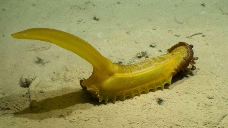 Gummy squirrel found in deep-sea abyss [LiveScience]