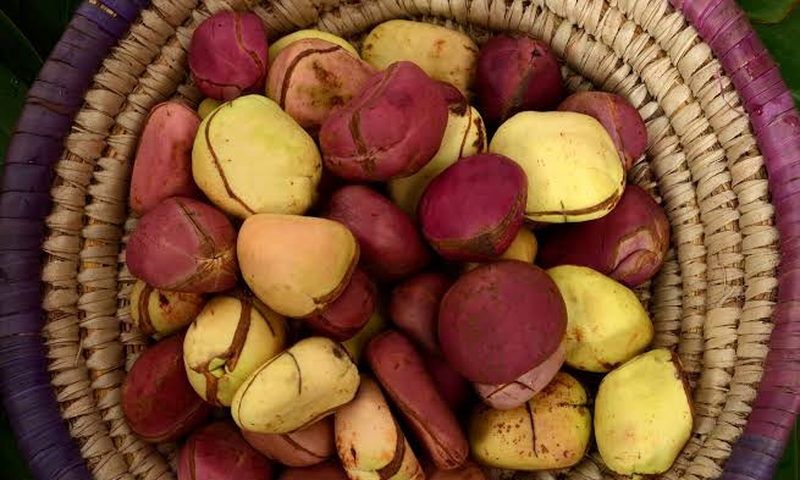 Kolanut