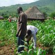 Gambian-Agriculture