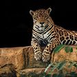 Jaguar [PixaBay]