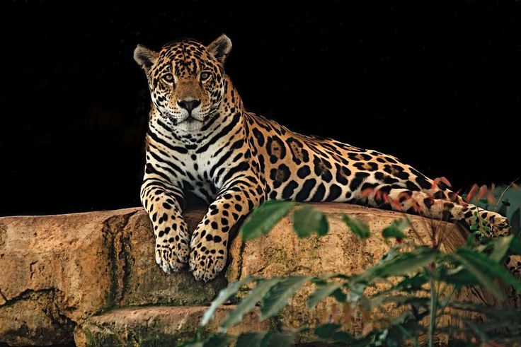 Jaguar [PixaBay]