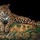 Jaguar [PixaBay]