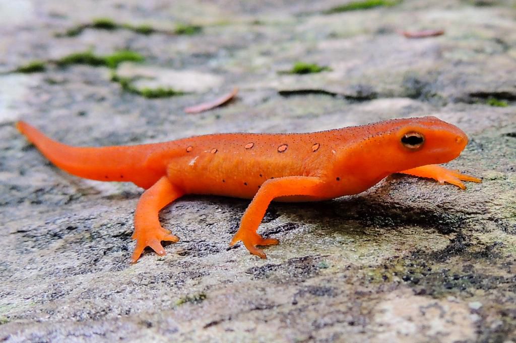 Newts are believed to bring bad luck [chesapeakebay]
