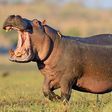 Hippopotamus kills pregnant woman in Benue