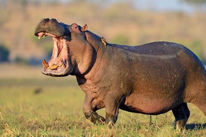 Hippopotamus kills pregnant woman in Benue