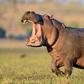 Hippopotamus kills pregnant woman in Benue