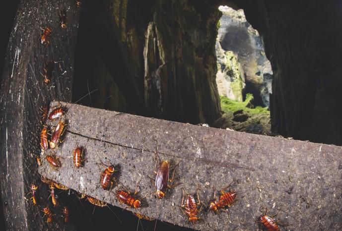 Disgusting roaches [BBC]