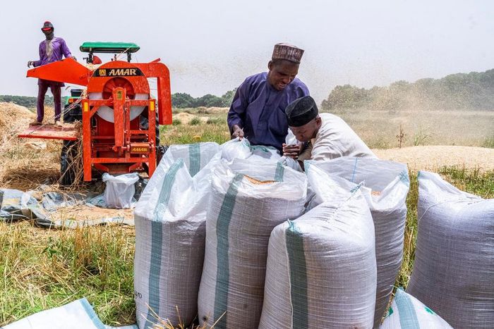 Wheat farmers in Kaduna commend FG’s 50% subsidy on inputs. [Guardian]
