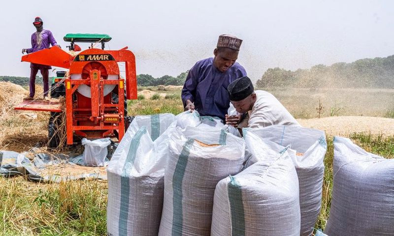 Wheat farmers in Kaduna commend FG’s 50% subsidy on inputs. [Guardian]