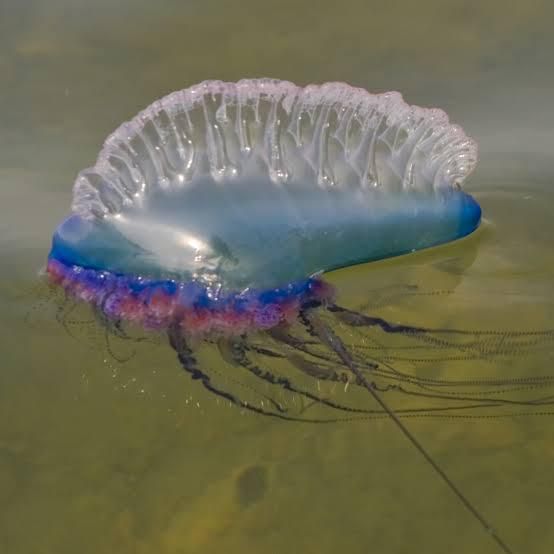 Portuguese man-of-war [National Geographic]