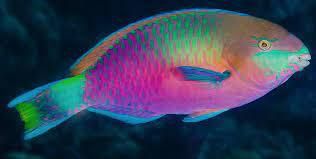 Parrotfish [Wikipedia]