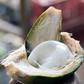 Coconut malai