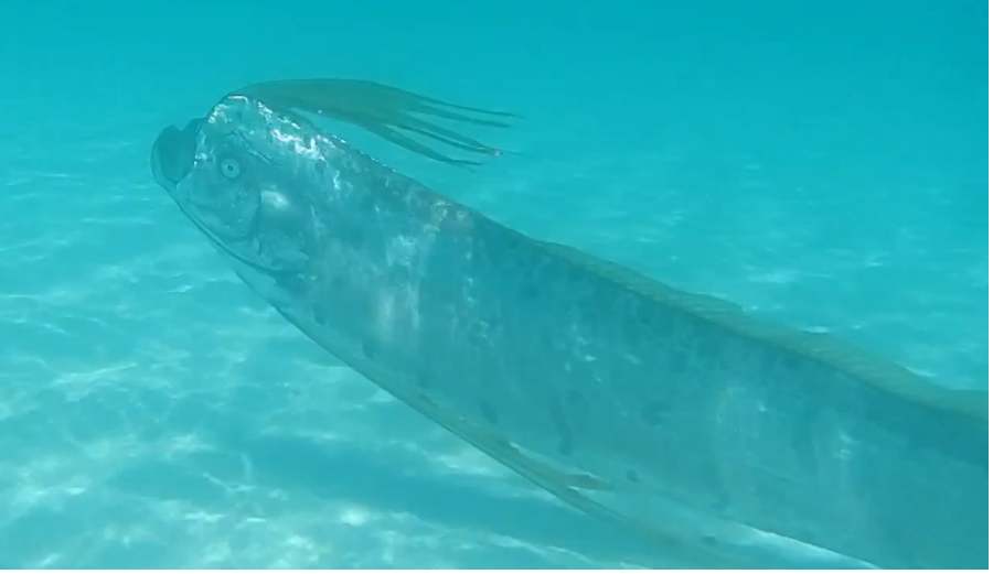 The oarfish phtographed in its natural habitat [TheInertia]