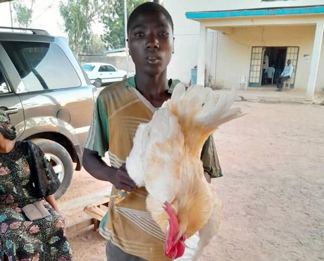 Police arrest 17-year-old boy for having sex with chicken in Adamawa | Pulse Nigeria