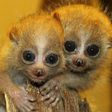 Slow lorises are cute, but their bite is venomous [THV11]