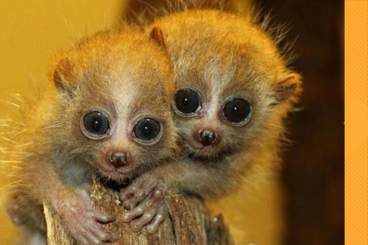 Slow lorises are cute, but their bite is venomous [THV11]