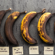 When should you eat a banana {Epicurous]